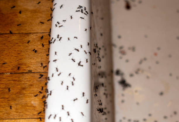 Best Exterminator Services  in Kingsville, TX