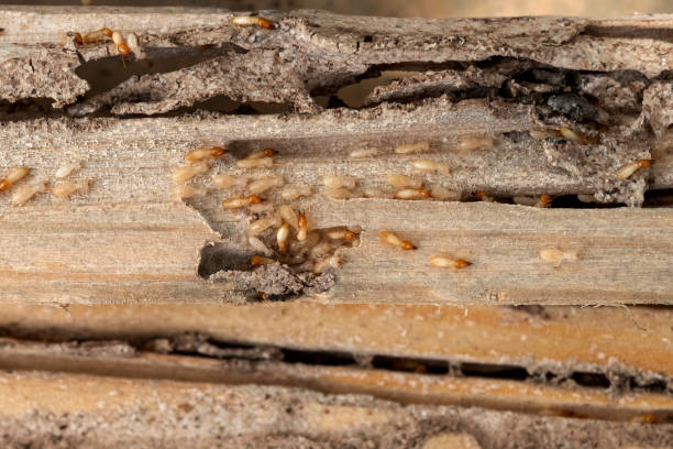 Best Mosquito Control Services  in Kingsville, TX