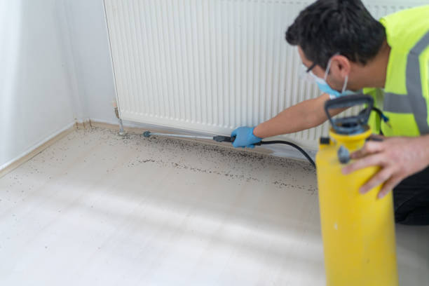 Best Ant Control Services  in Kingsville, TX