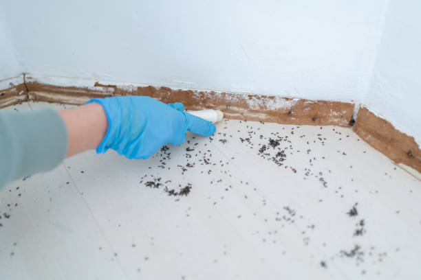Best Pest Control Treatment  in Kingsville, TX